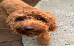 Cockapoo dogs for stud: 🐶 Proven Cockapoo stud - Milo  in Hayes - Image 2
