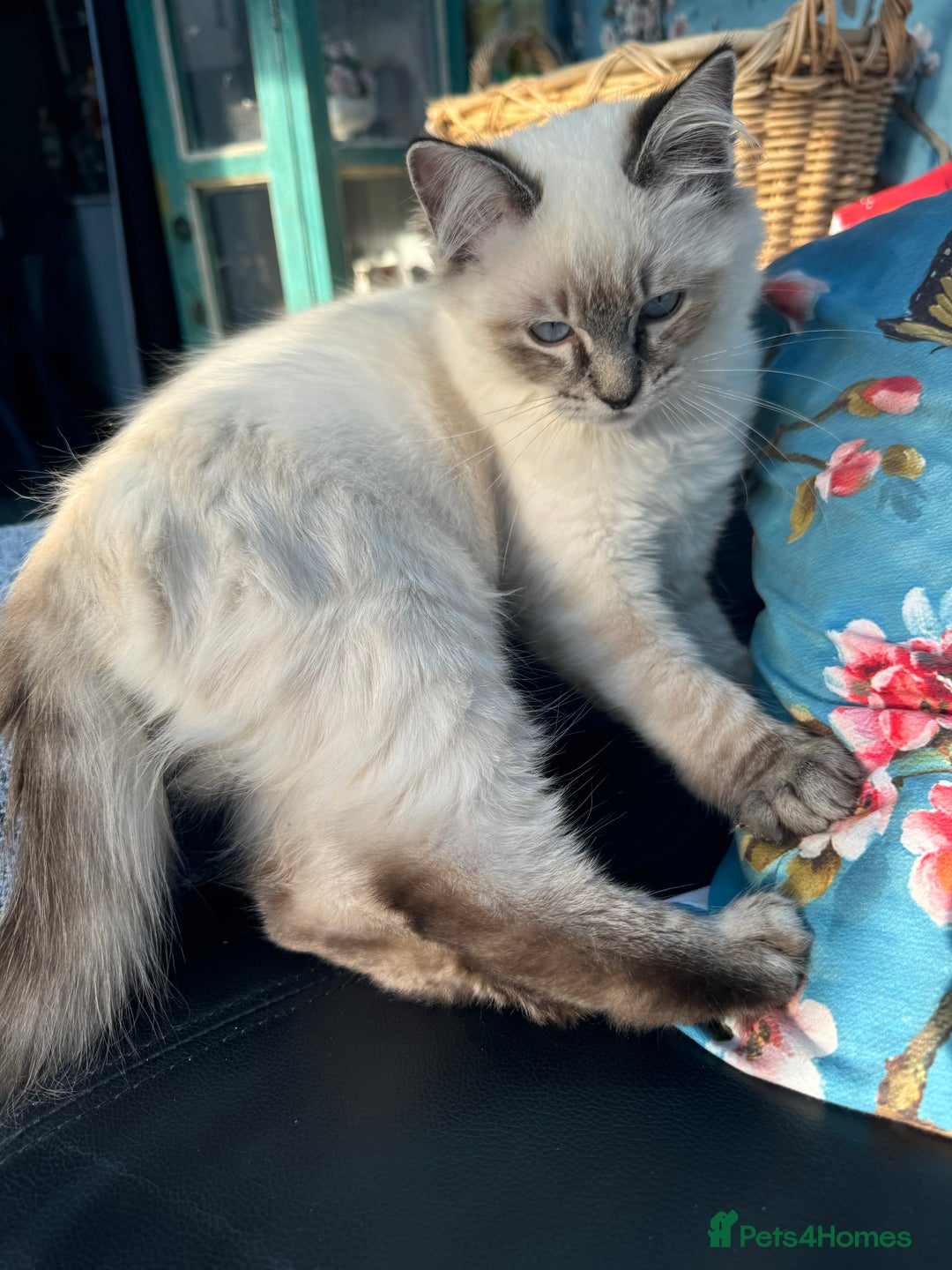Ragdoll cats for sale: 2 Ragdoll babies available… NOW  - Advert 6