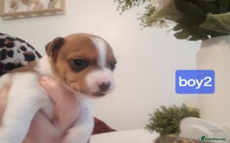 Jack Russell dogs for sale: Jack Russell  - Advert 10