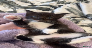 Domestic Shorthair cats - Advert 8