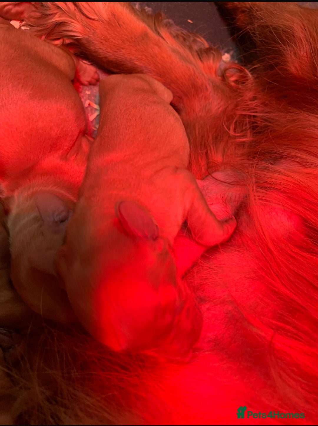 Cockapoo dogs for sale: Stunning Cockapoos Puppies DNA tested parents  - Advert 11