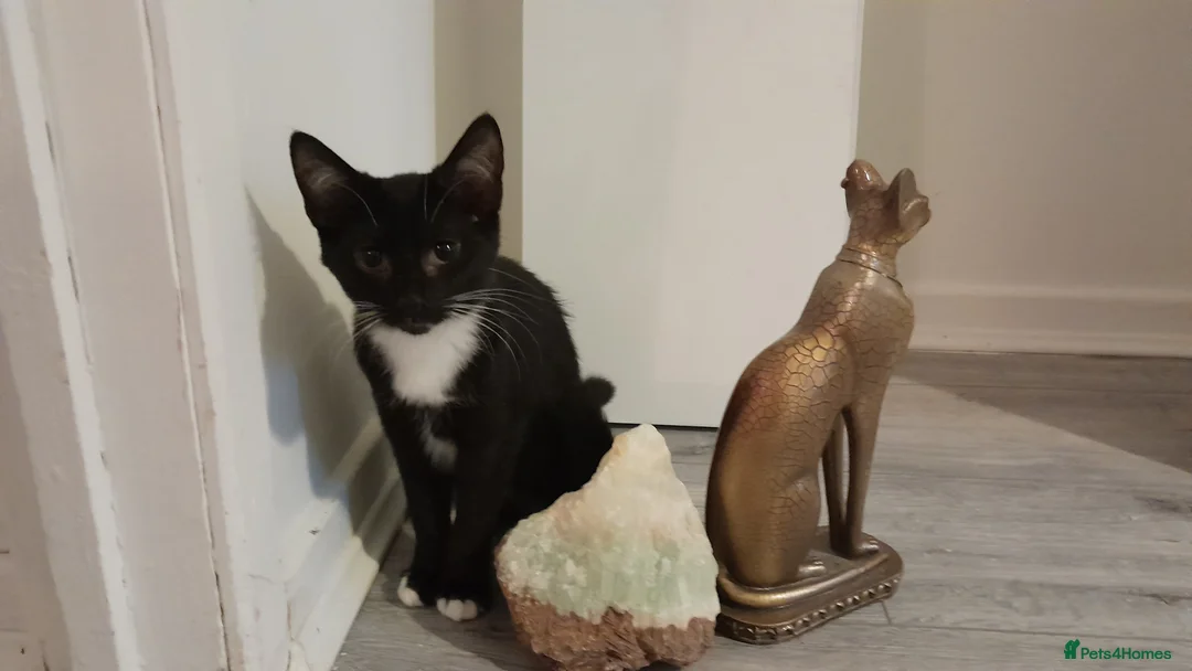 British Shorthair cats for sale: Justin and Janet and mummy  - Advert 2