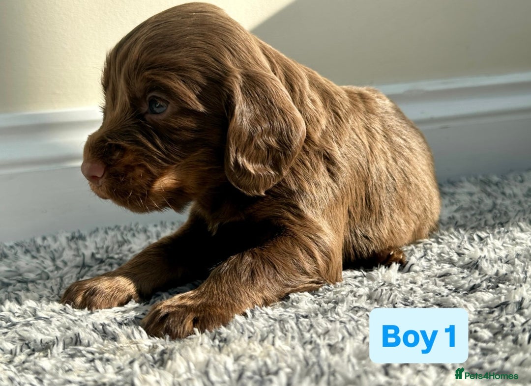 Cocker Spaniel dogs for sale: KC Reg Health Tested Working Cocker Spaniels - Image 14