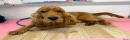 Cocker Spaniel dogs for sale: Kc registered boy  - Advert 3