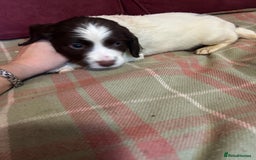 English Springer Spaniel dogs for sale: Stunning English springer spaniel puppies  - Image 9