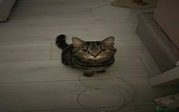 Domestic Shorthair cats for sale: Sweetest tabby available m - Image 5