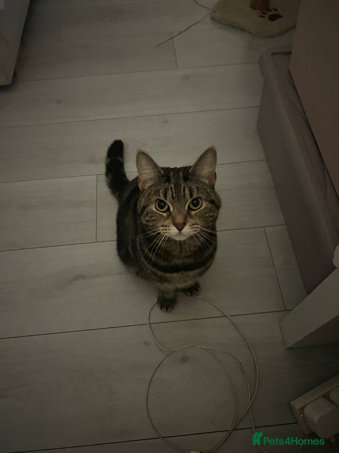 Domestic Shorthair cats for sale: Sweetest tabby available m - Image 5