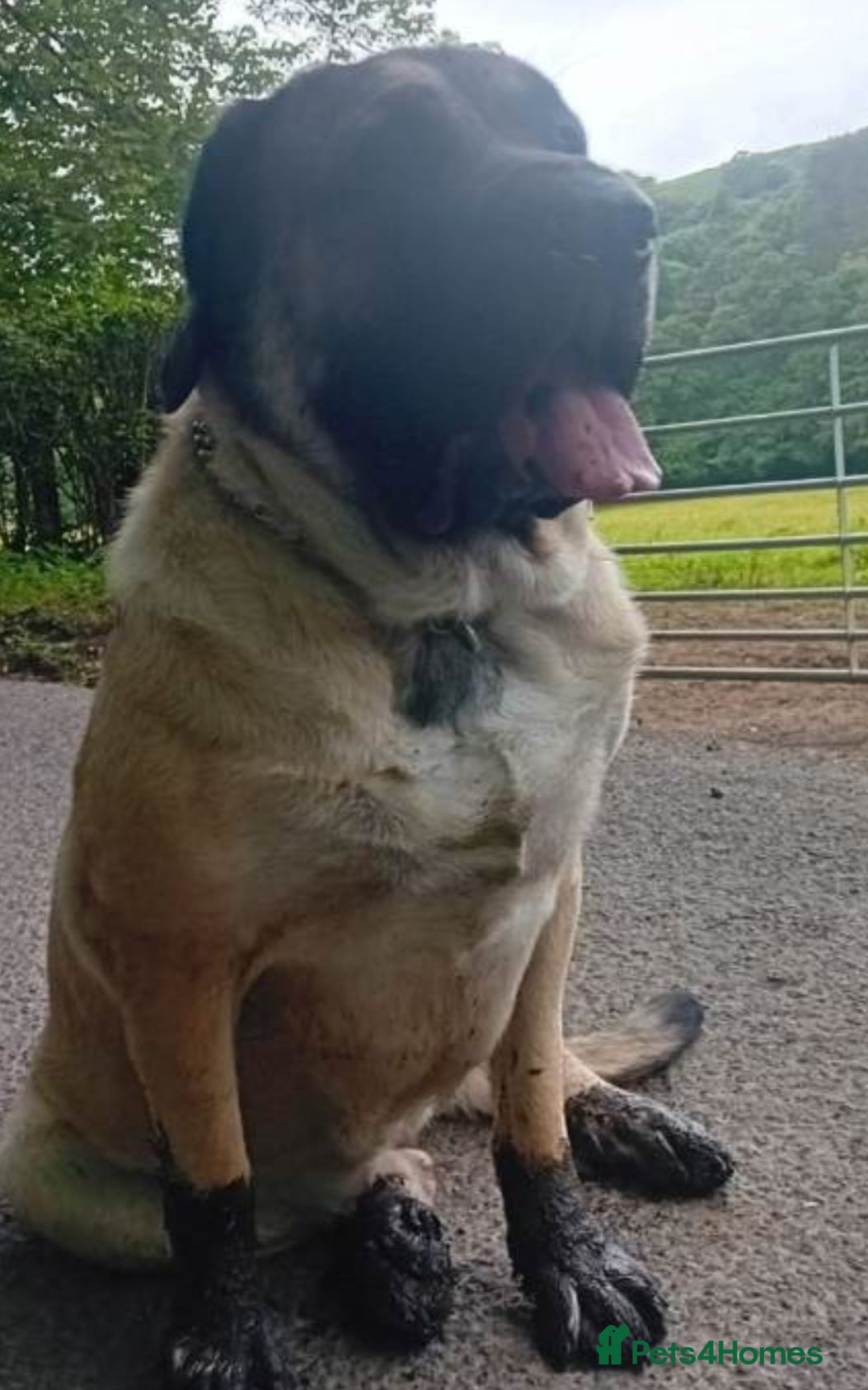 Mixed Breed dogs 2 rottie mastiff girls left x - Advert 4