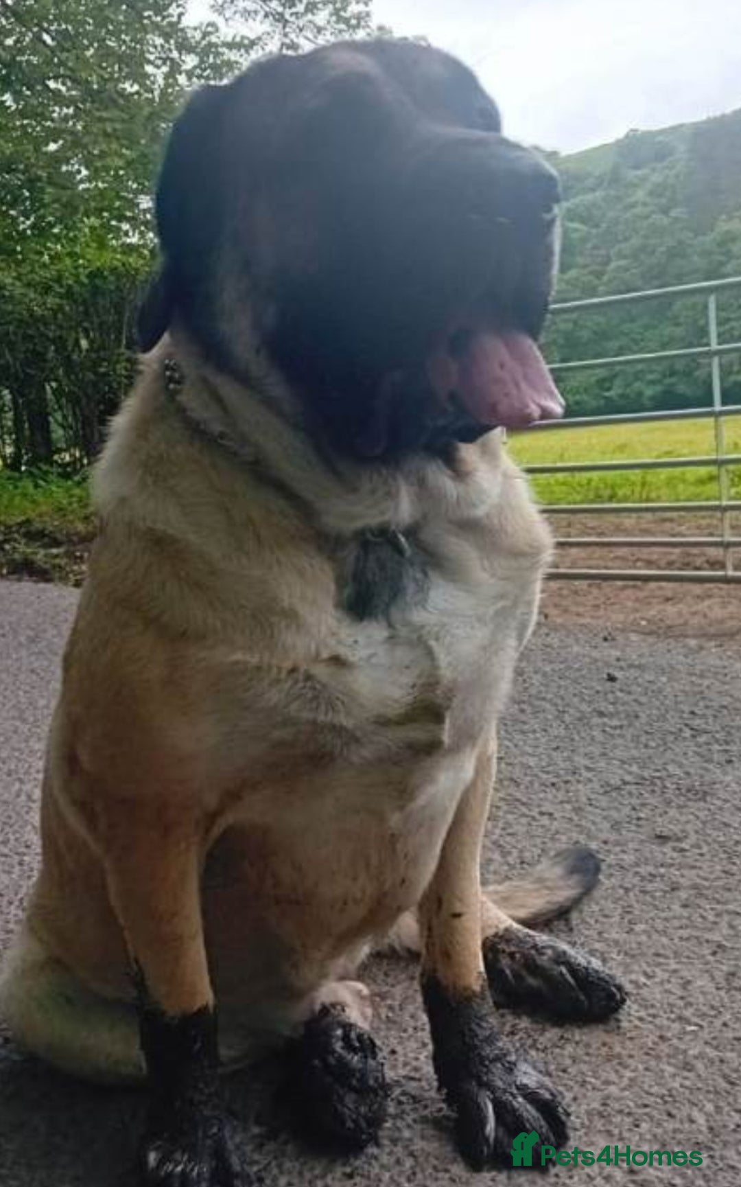 Mixed Breed dogs for sale: 2 rottie mastiff girls left x - Advert 1