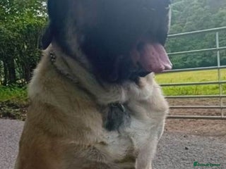 Mixed Breed dogs 2 rottie mastiff girls left x - Advert 2