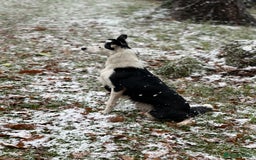 Border Collie dogs for sale: Border collie puppies  - Image 9