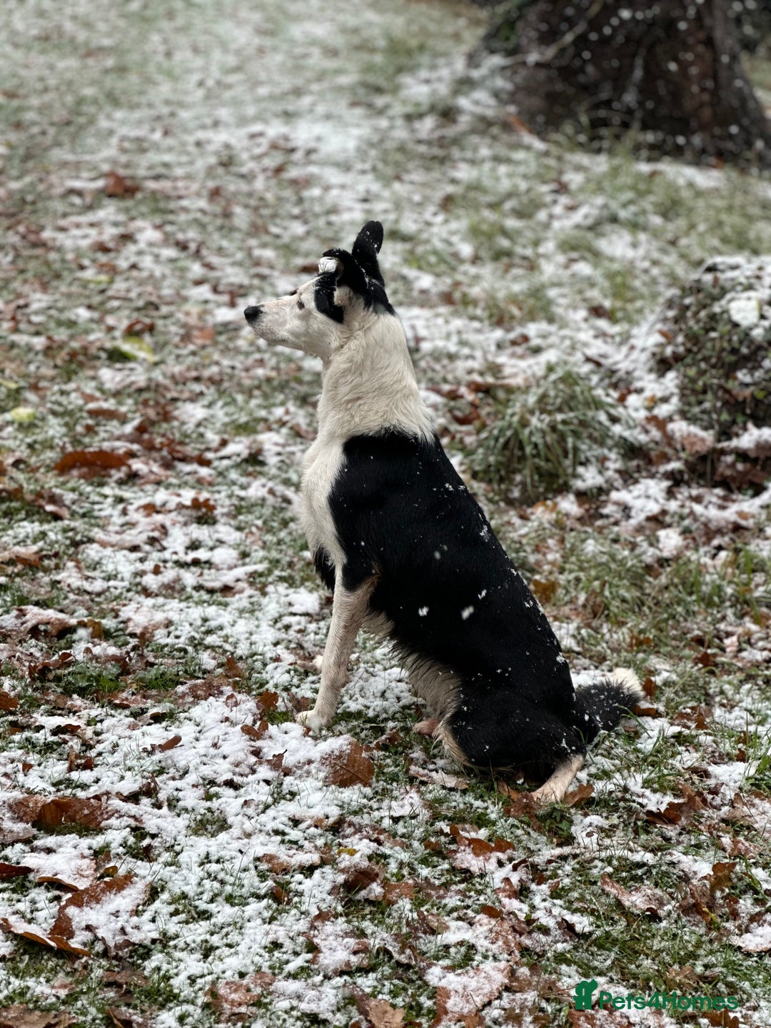 Border Collie dogs for sale: Border collie puppies  - Image 9