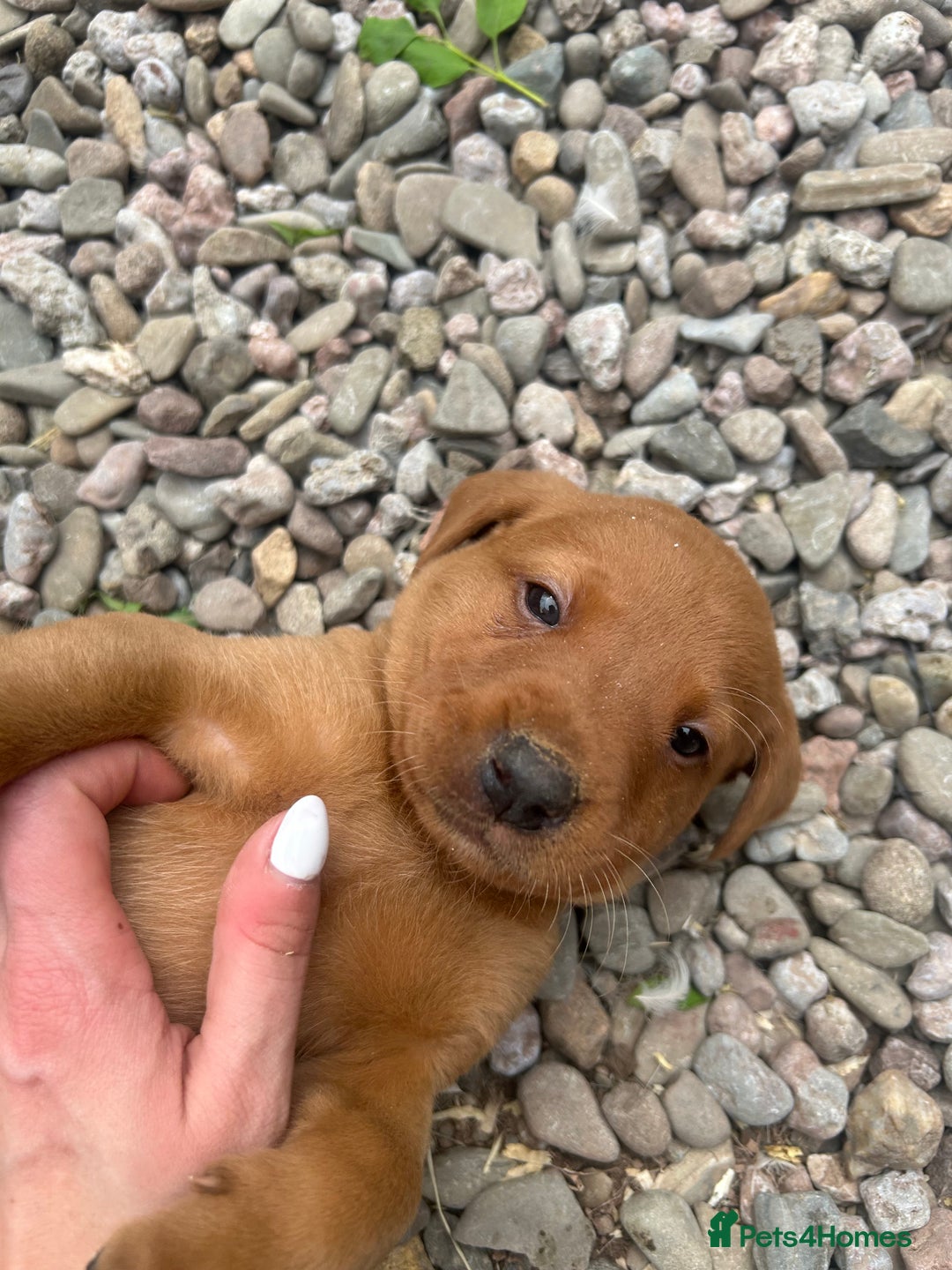 Labrador Retriever dogs for stud: Dark Fox Red KC fox red Labrador for Stud in Hereford - Image 28
