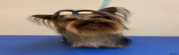 Yorkshire Terrier dogs for stud: Toy Yorkshire terrier boy stud  - Advert 2