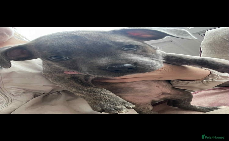 Staffordshire Bull Terrier dogs - Advert 16