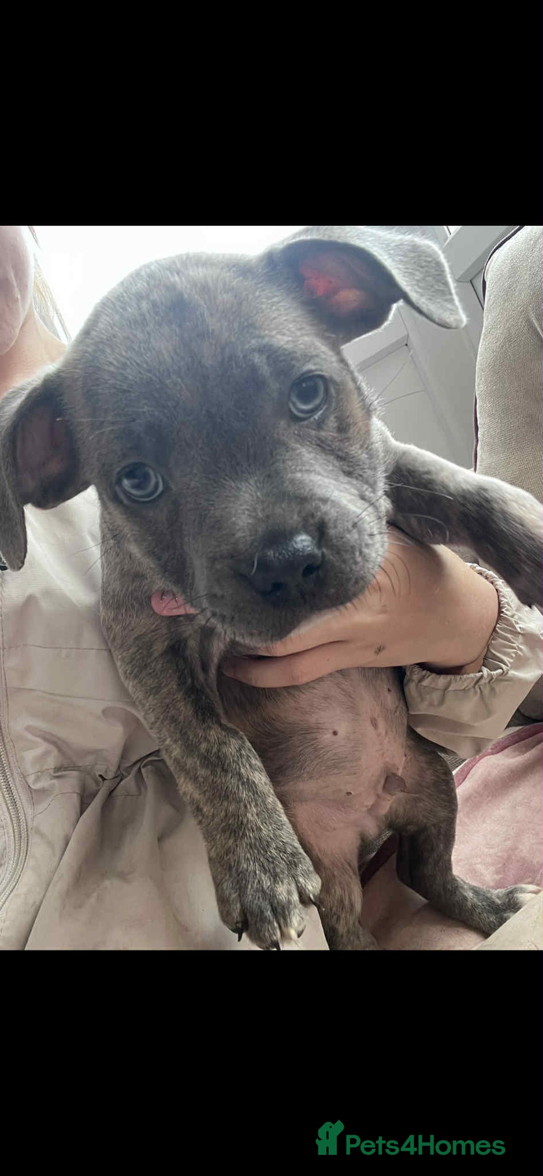 Staffordshire Bull Terrier dogs for sale: Staffy Babies Ready to leave - Image 12