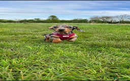 Miniature Dachshund dogs for sale: 3 miniature dachshunds - must go together  - Image 3