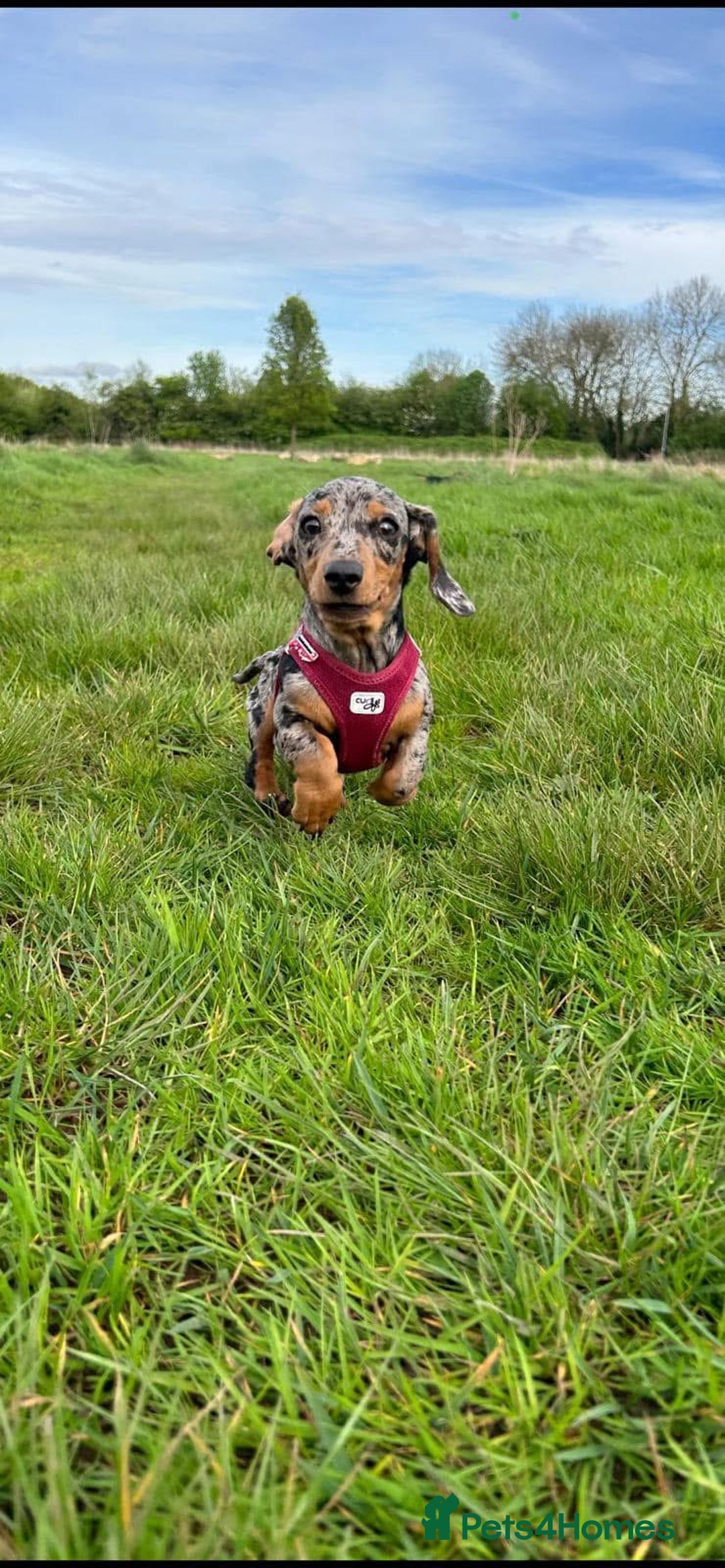 Miniature Dachshund dogs for sale: 3 miniature dachshunds - must go together  - Image 3