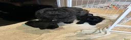 Shih Tzu dogs for sale: Black girls - Advert 7