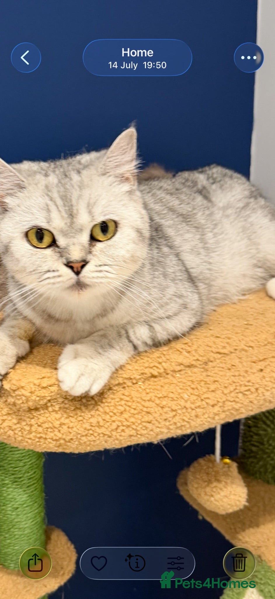 British Shorthair cats British shorthair Kittens  - Advert 3