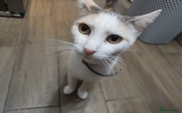 Mixed Breed cats for sale: Adorable Female Cat for Sale - Image 4