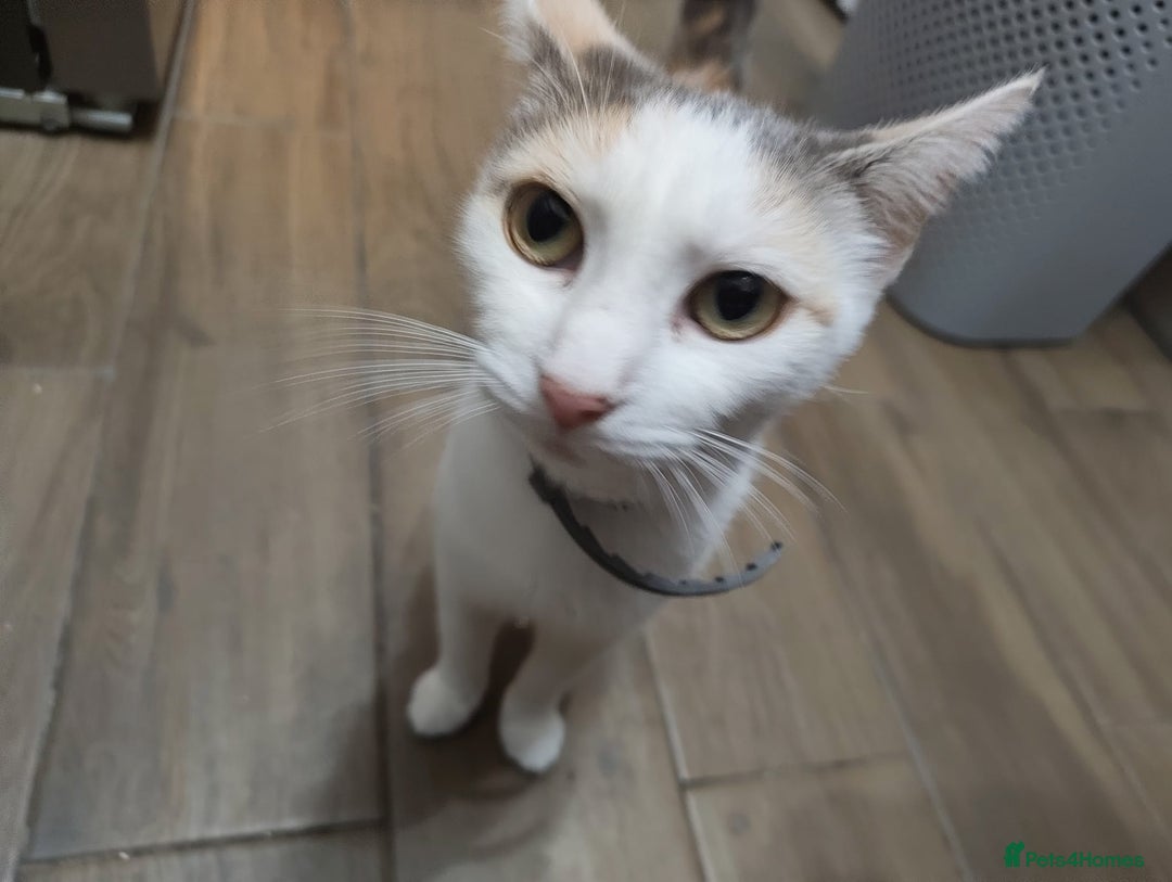 Mixed Breed cats for sale: Adorable Female Cat for Sale - Image 4