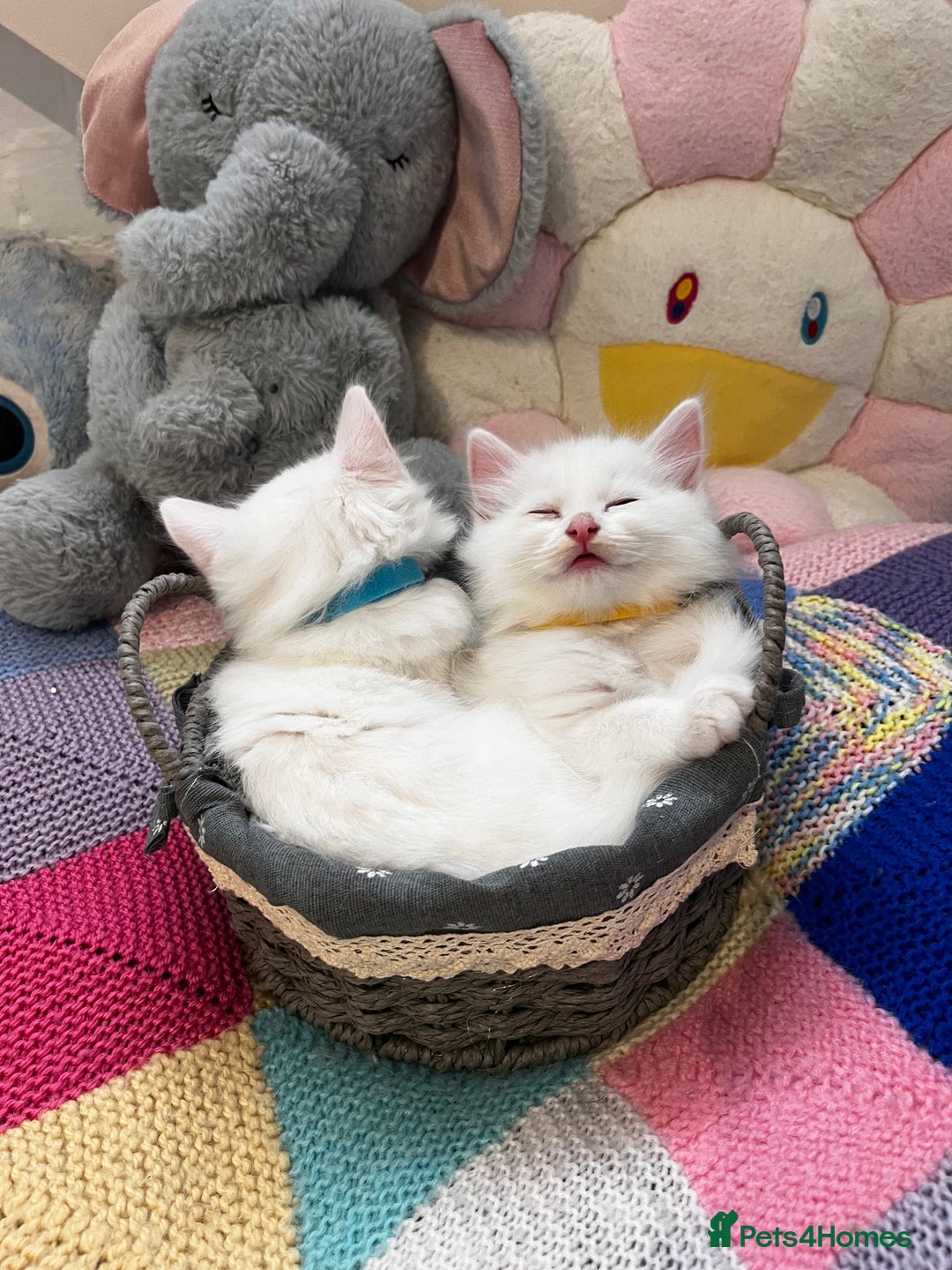 Turkish Angora cats for sale: Turkish Angora Longhair kittens - Advert 17