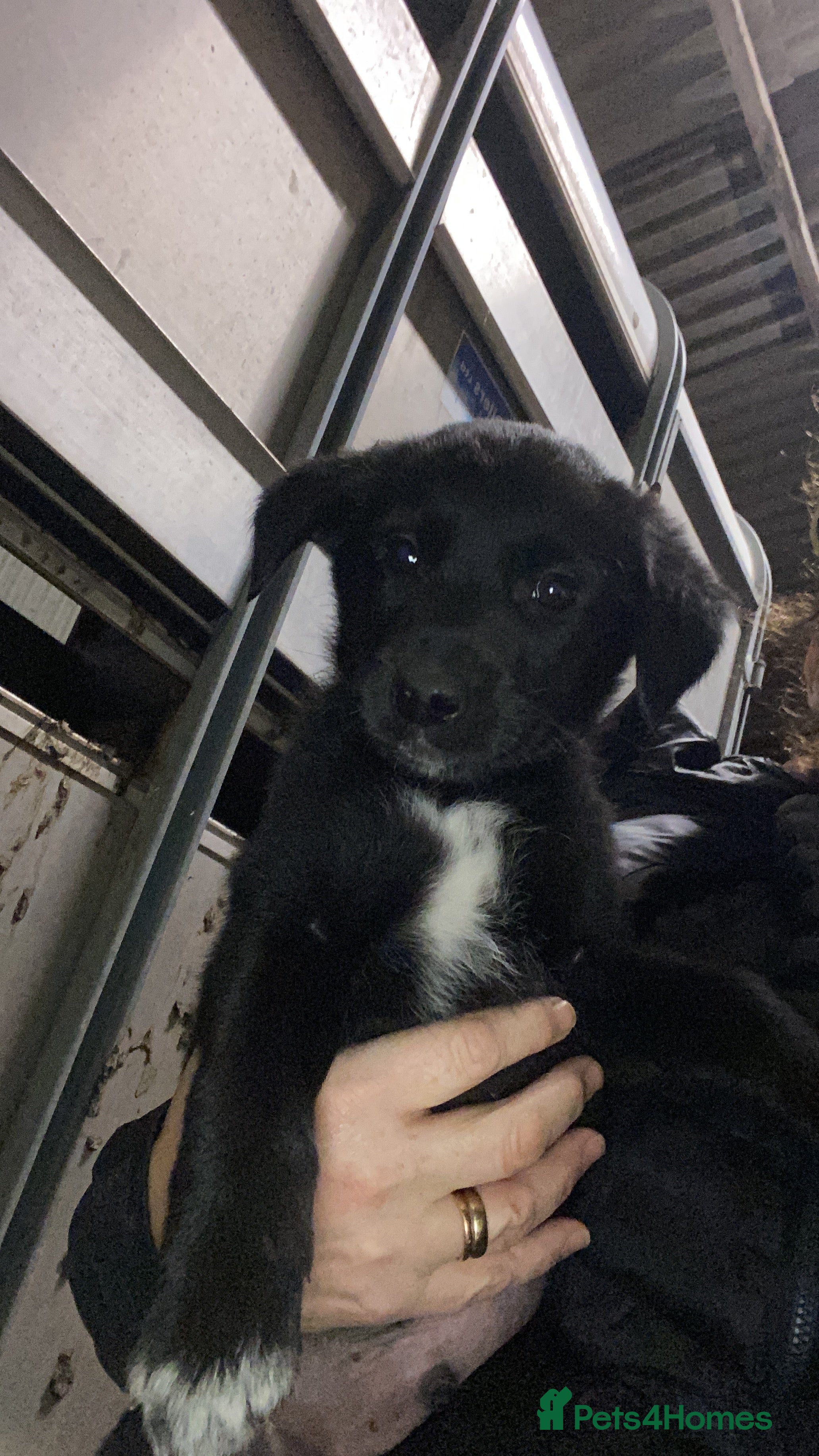 Mixed Breed dogs One little male Labrador x collie - Advert 1