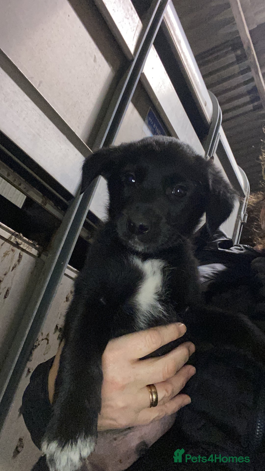 Mixed Breed dogs for sale: One little male Labrador x collie - Advert 1