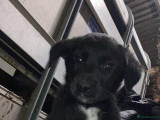 Mixed Breed dogs One little sheep dog x labrador - Advert 3