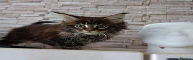 Maine Coon 4