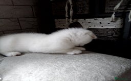 Scottish Fold cats for sale: ready to leave!!two cutie Scottish fold girls  - Image 13