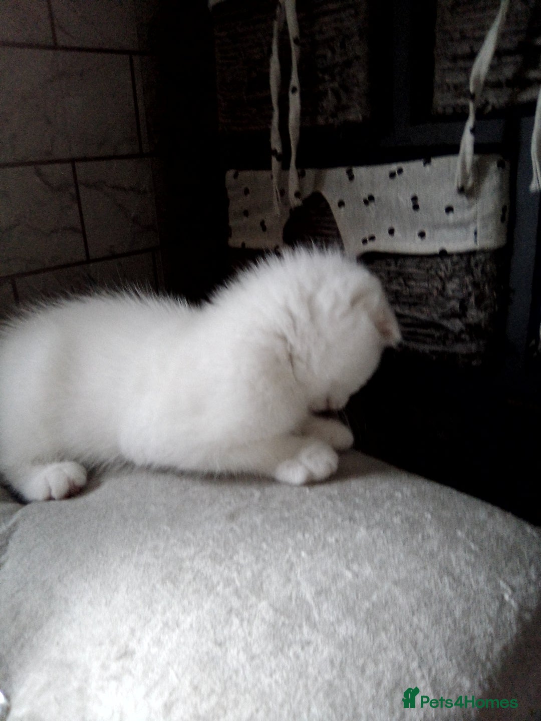 Scottish Fold cats for sale: ready to leave!!two cutie Scottish fold girls  - Image 13