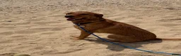 Labrador Retriever dogs for stud: Stunning KC Registred Fox Red Labrador Stud dog - Advert 4