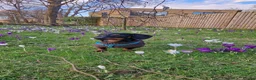 Dachshund dogs for stud: Black & Tan Dachshund - Stud Service Available in London - Advert 5