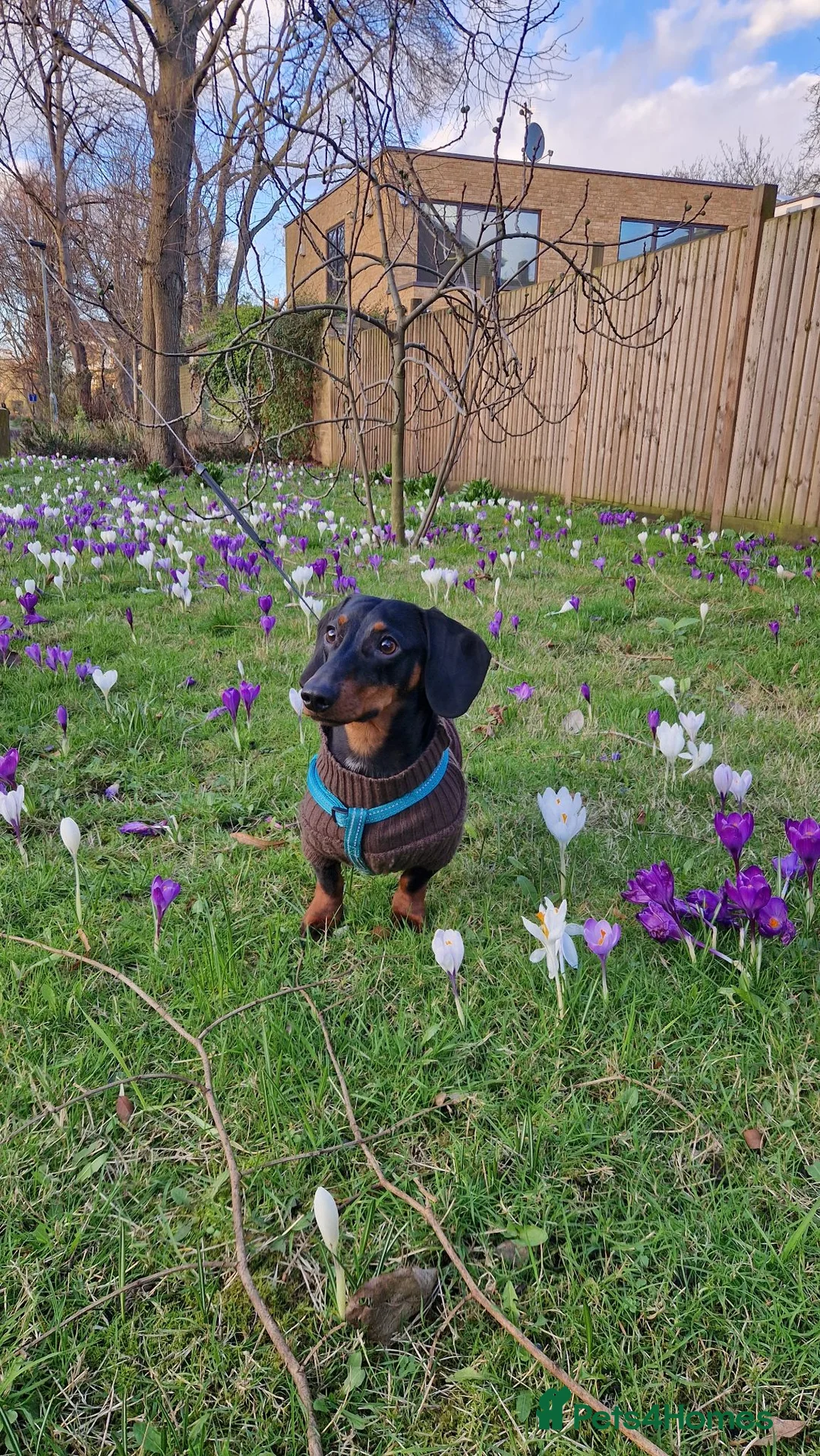 Dachshund dogs for stud: Black & Tan Dachshund - Stud Service Available in London - Advert 5