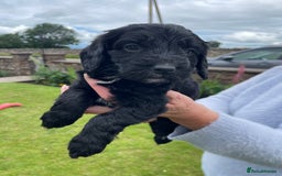 Cockapoo dogs for sale: Miniature Cockapoos  - Image 24