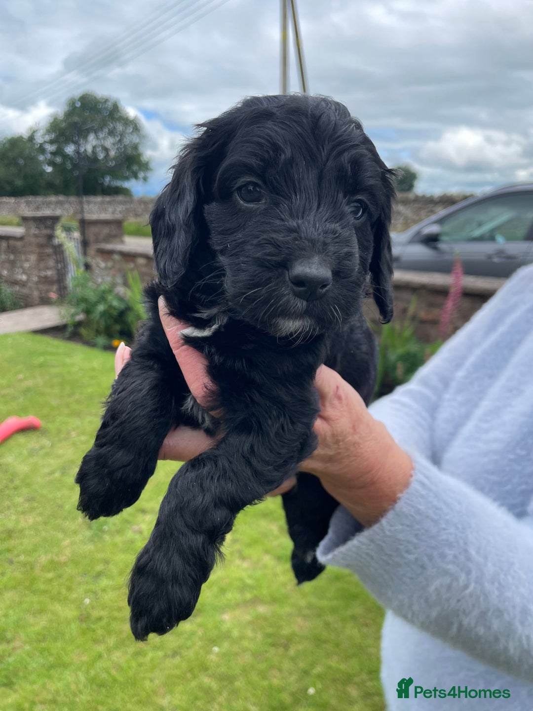 Cockapoo dogs for sale: Miniature Cockapoos  - Image 24