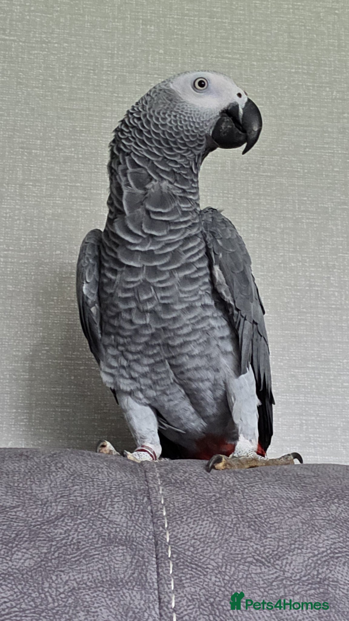 Parrots birds Congo african grey  - Advert 1