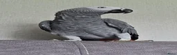 Parrots birds for sale: Congo african grey  - Advert 1