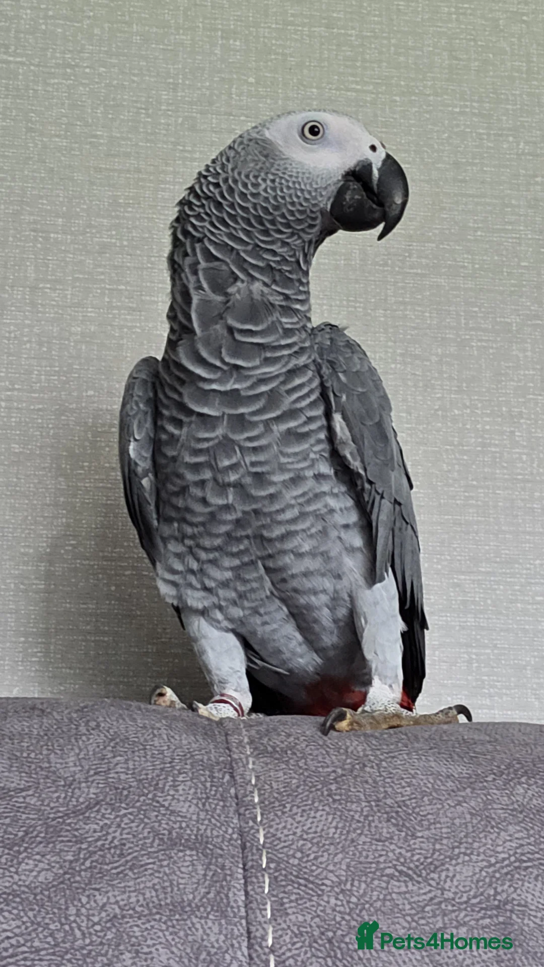 Parrots birds for sale: Congo african grey  - Advert 1