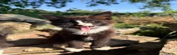 Mixed Breed cats for sale: Kittens Looking For Forever Homes  - Advert 3