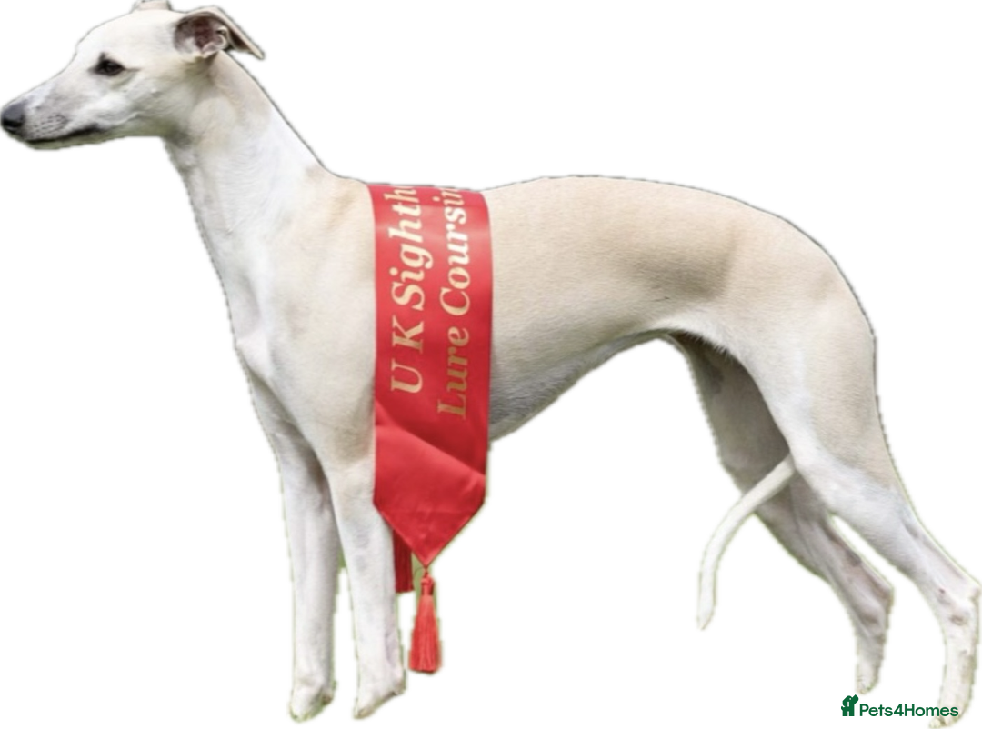 Whippet dogs for sale: Top quality bitch - Advert 13