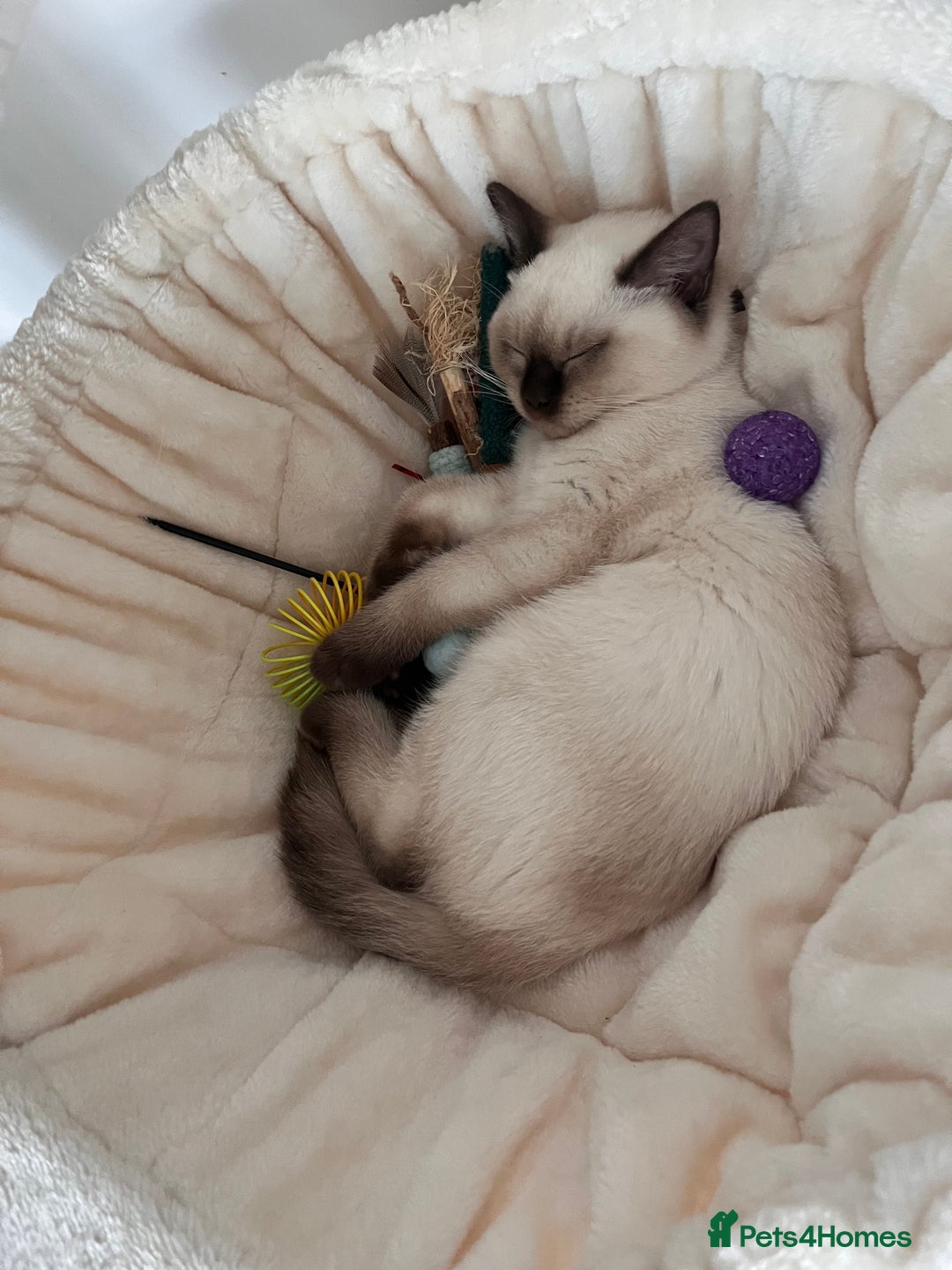 British Shorthair cats for sale: Adorable kittens available (1 female left!!) - Advert 13