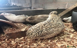 Quail poultry for sale: Jumbo & Celadon (blue egg) Coturnix Quail & eggs - Image 8
