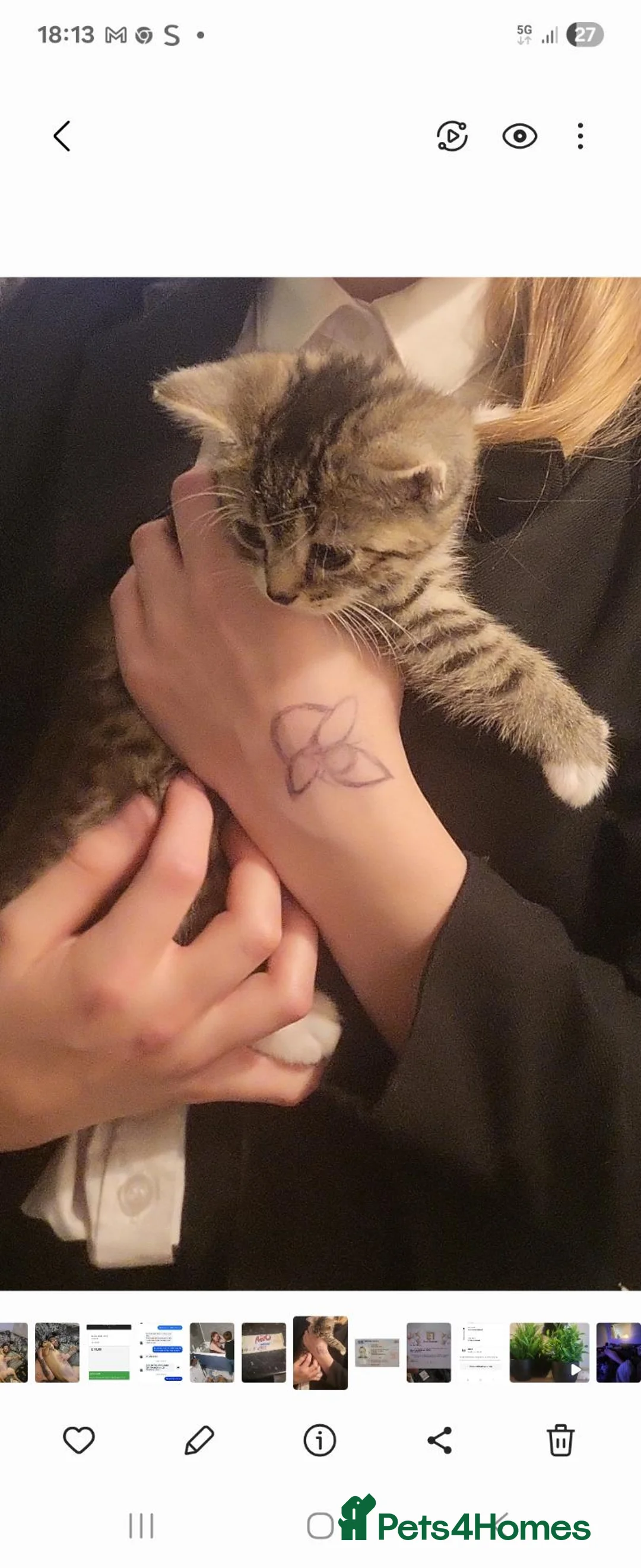 Mixed Breed cats for sale: Gorgeous Mixed breed kittens  - Advert 1