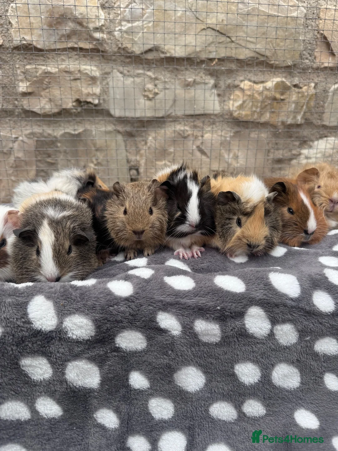 Guinea Pig rodents for sale: Baby boars for sale  - Advert 2