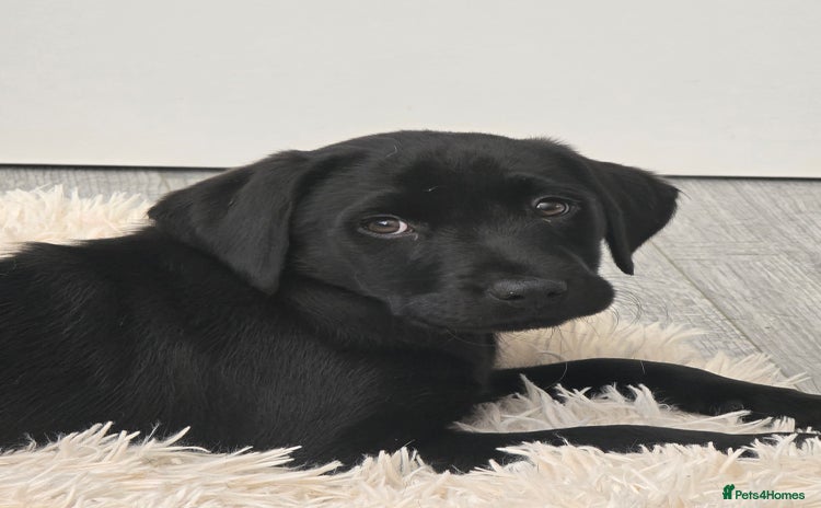 Labrador Retriever dogs - Advert 7