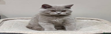 British Shorthair Kitten 1