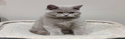 British Shorthair cats for sale: Tica Registered British Shorthairs  - Advert 10